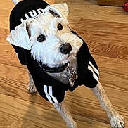 Fritzy joined the competition — help win amazing prizes! dog, white_dog, hoodie, black_hoodie, pet, indoor, wooden_floor, looking_up, collar, dog_tag, sporty, cute, small_dog, fur, paw, animal, pet_clothing, house, domestic_animal, canine