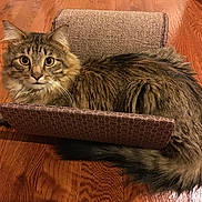 Marcel joined the competition — help win amazing prizes! asian, asian_semi_longhair, british_semi_longhair, carnivore, cat, domestic_long_haired_cat, domestic_short_haired_cat, european_shorthair, felidae, fur, kitten, maine_coon, mammal, norwegian_forest_cat, pixie_bob, siberian, small_to_medium_sized_cats, tabby_cat, whiskers, wild_cat