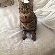 Macy joined the competition — help win amazing prizes! american_shorthair, asian, australian_mist, bengal, california_spangled, carnivore, cat, domestic_short_haired_cat, dragon_li, european_shorthair, eye, felidae, kitten, mammal, pixie_bob, skin, small_to_medium_sized_cats, tabby_cat, vertebrate, whiskers