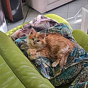 Abricot participe au concours pour gagner de l'argent avec cette photo : cabinet, cat, cozy, curious, cute, domestic, floor_tiles, fluffy, furniture, green_couch, indoor, kitten, leather_couch, orange_cat, patterned_pillow, pet, pillow, resting, small_animal, soft_light