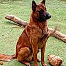 dog, brown_dog, sitting, outdoor, grass, log, wood, pet, animal, canine, nature, playful, paw, blur, attention, fur, ears, tail, greenery, daylight