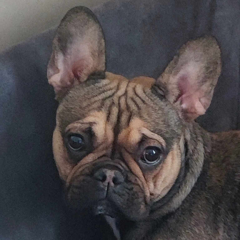 Chanel participe au concours pour gagner de l'argent avec cette photo : animal, boxer, bulldog, canine, dog, face, frenchbulldog, head, person, pet, pitbull, puppy, snout