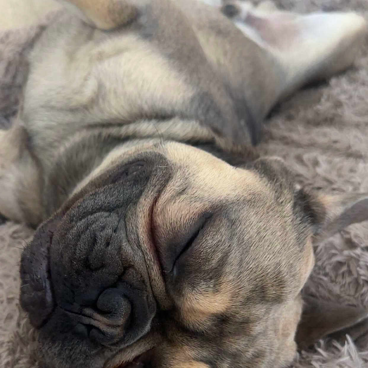 Baloo
