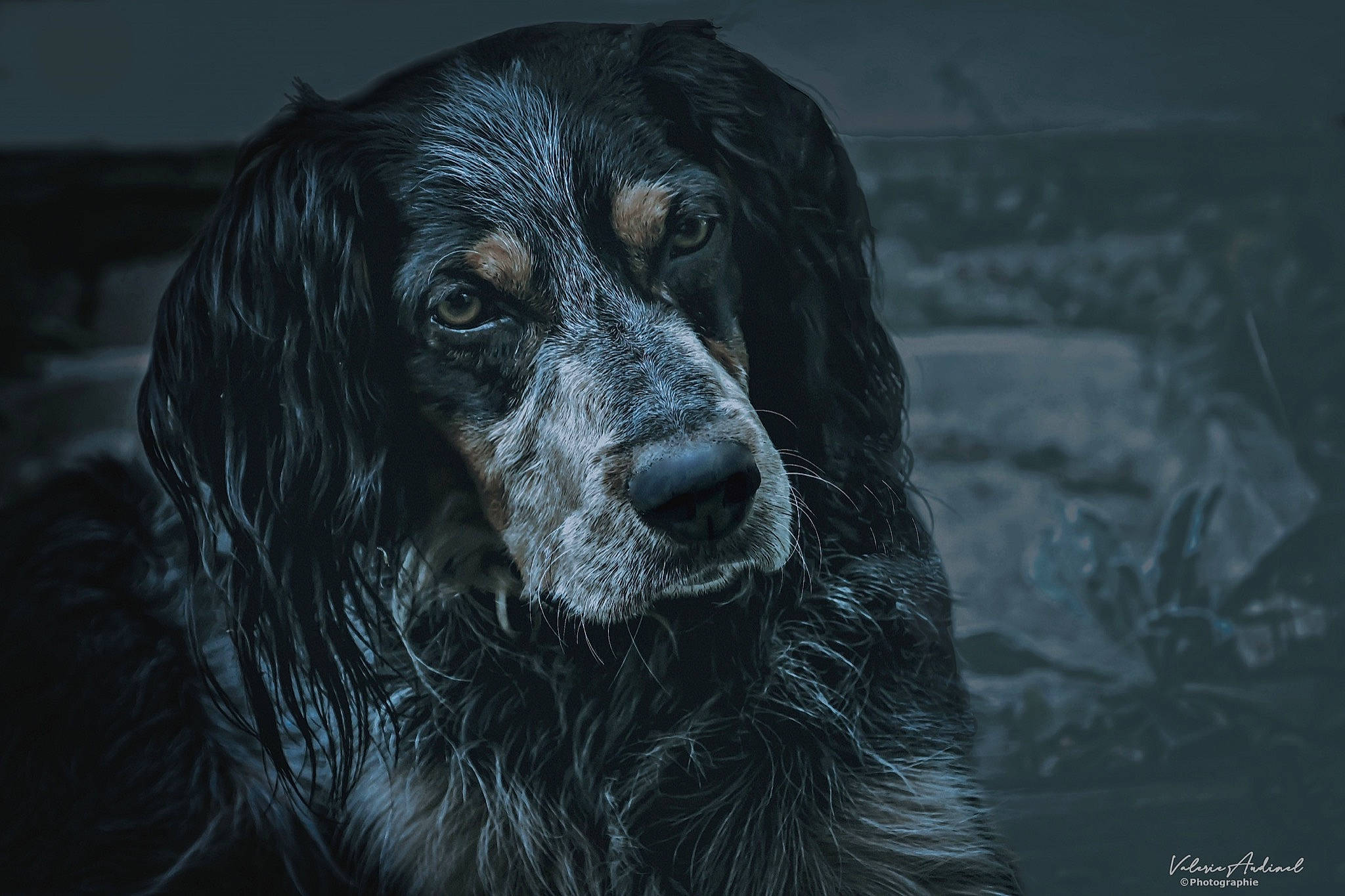 Tahis participe au concours pour gagner de l'argent avec cette photo : canidae, carnivore, close_up, companion_dog, darkness, dog, dog_breed, flash_photography, fur, gun_dog, hunting_dog, monochrome, monochrome_photography, snout, spaniel, sporting_group, terrestrial_animal, whiskers, working_animal, working_dog