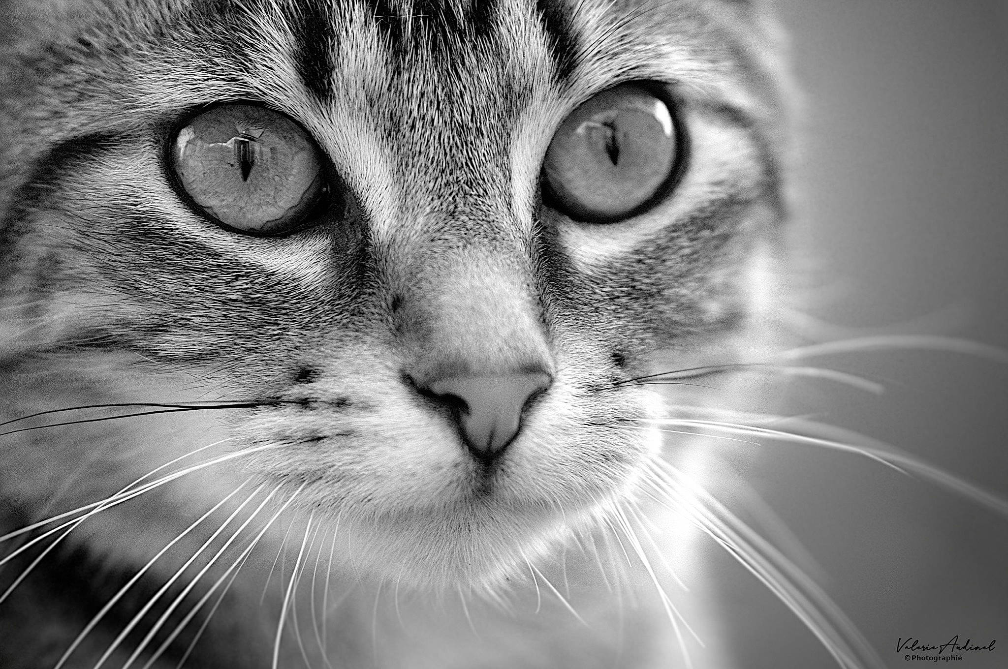 Fifi participe au concours pour gagner de l'argent avec cette photo : carnivore, cat, close_up, curious, domestic_short_haired_cat, ear, eye, eyelash, felidae, fur, human_body, iris, monochrome, monochrome_photography, nose, organism, small_to_medium_sized_cats, snout, style, whiskers