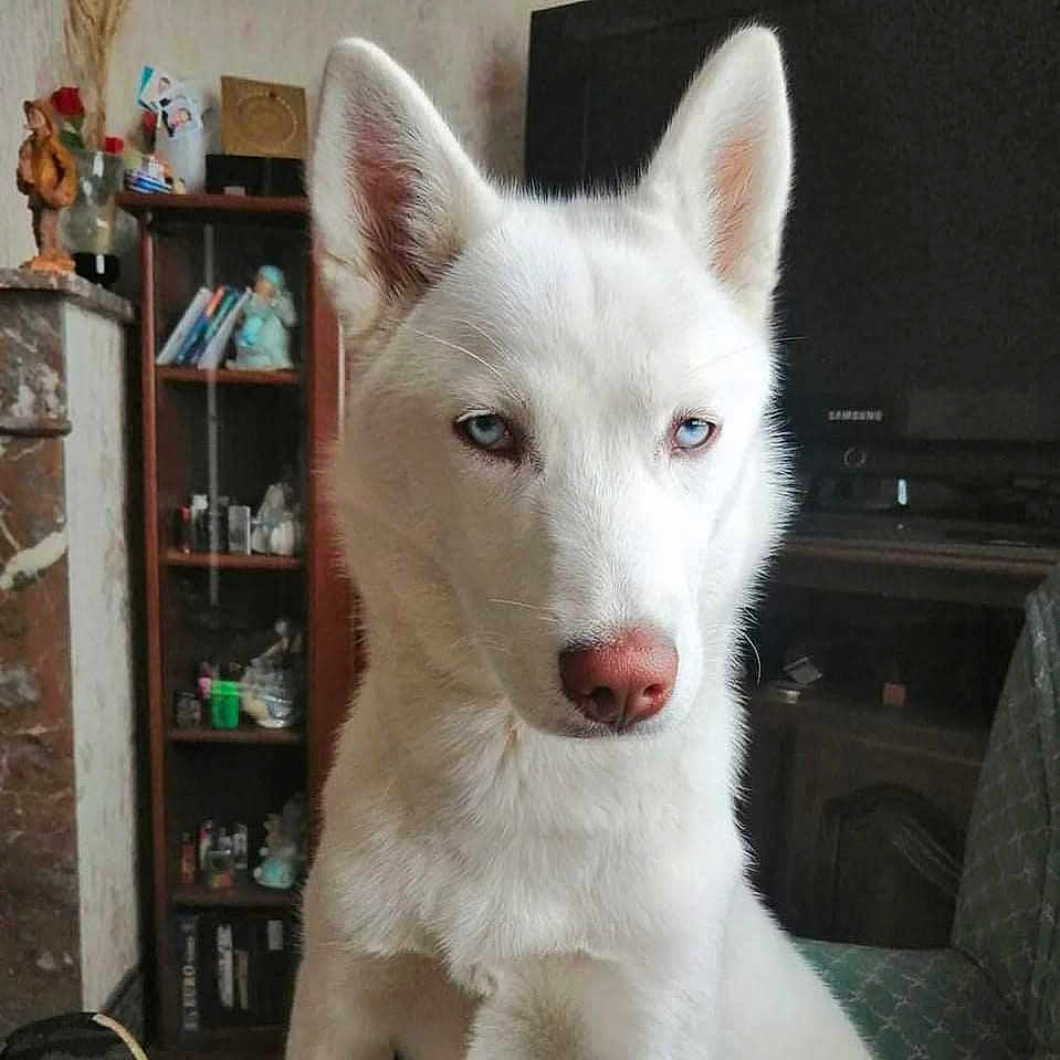 Ruby participe au concours pour gagner de l'argent avec cette photo : animal, bookcase, canine, computerhardware, couch, dog, electronics, entertainmentcenter, eskimodog, furniture, hardware, husky, monitor, person, pet, puppy, screen, shelf, tv, whitedog