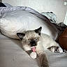 Boutny a rejoint le concours — aidez-le/la à gagner de superbes lots ! kitten, cat, blue_eyes, paw, tongue_out, bed, pillow, blanket, stretching, indoor, cute, fluffy, pet, animal, resting, fur, whiskers, relaxed, young, cozy