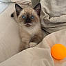 Boutny participe au concours pour gagner de l'argent avec cette photo : kitten, cat, siamese, blue_eyes, cute, pet, indoor, bed, pillow, blanket, feline, young_animal, orange_ball, playful, resting, fur, domestic_animal, animal, soft_texture, cozy