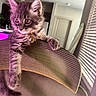 Grace is registered to the contest to win money with this photo: kitten, cat, indoor, chair, striped_chair, curious, fluffy, pet, collar, bell, paw, furniture, window_blinds, door, soft_light, purple_light, domestic, cute, animal, young