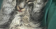 Grace is registered to the contest to win money with this photo: cat, tabby, sleeping, cozy, fur, paws, cute, pet, animal, resting, closeup, whiskers, face, relaxed, indoor, feline, gray, soft, nap, green_background