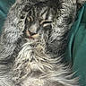cat, tabby, sleeping, cozy, fur, paws, cute, pet, animal, resting, closeup, whiskers, face, relaxed, indoor, feline, gray, soft, nap, green_background