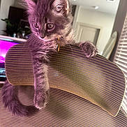 Grace joined the competition — help win amazing prizes! kitten, cat, feline, pet, striped_chair, indoor, fur, whiskers, ears, paws, tail, collar, curious, cute, houseplant, window_blinds, home, furniture, domestic_animal, soft_light