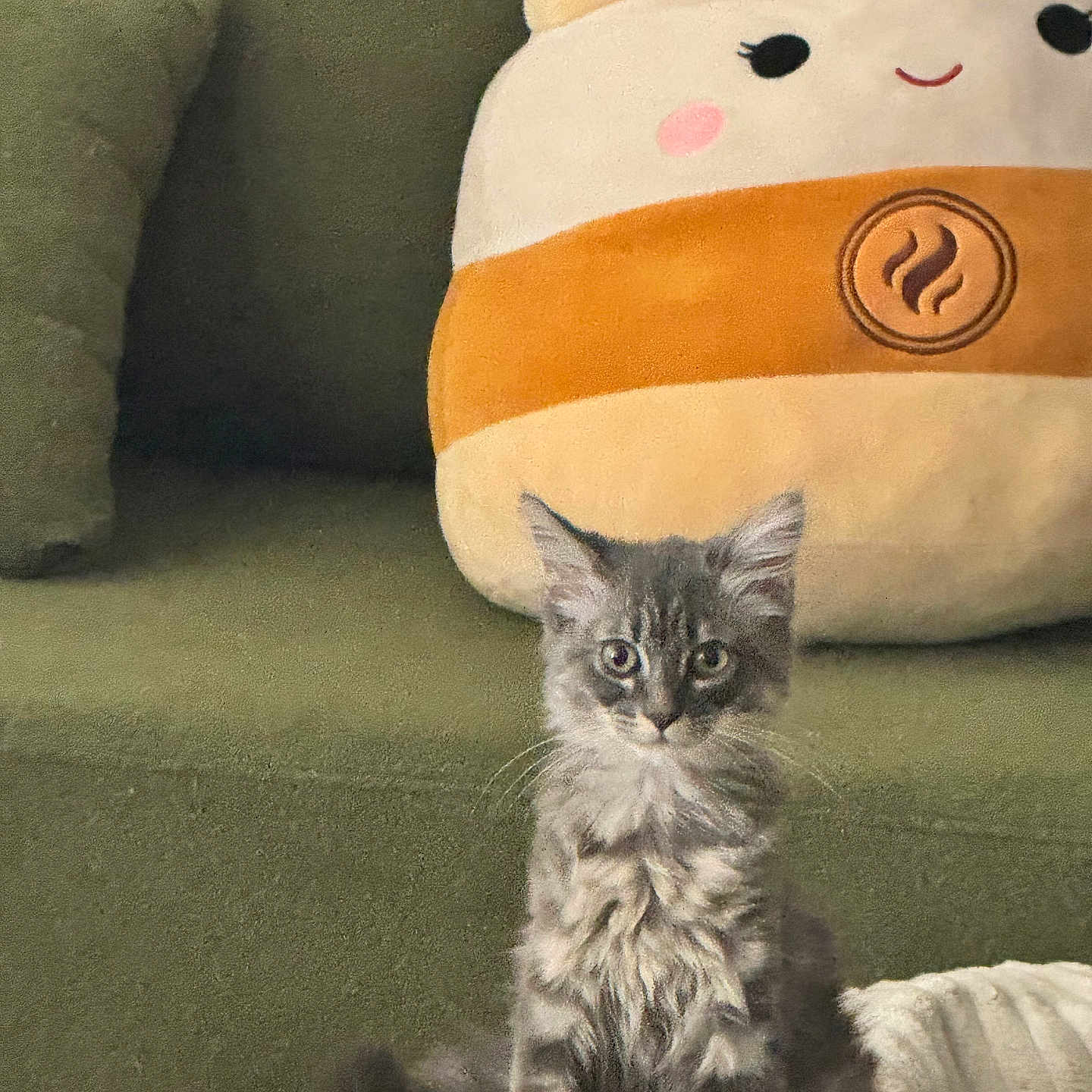 Grace is registered to the contest to win money with this photo: kitten, cat, gray_cat, fluffy, pet, animal, indoor, sofa, couch, plush_toy, blanket, cozy, cute, fur, whiskers, ears, face, sitting, home, curious