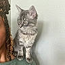 Grace is registered to the contest to win money with this photo: kitten, cat, gray_tabby, pet, animal, shoulder, person_partial, curly_hair, green_shirt, indoor, wall, texture, fur, whiskers, ears, eyes, portrait, cute, domestic_animal, curious