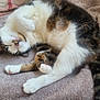 animal, blanket, cat, cozy, cute, domestic_animal, feline, fur, indoor, nap, paws, pet, relaxed, resting, sleeping, soft_texture, striped_tail, tabby, whiskers, white_fur