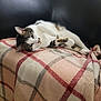 animal, blanket, cat, couch, cozy, ears, feline, fur, indoor, leather, lying_down, paws, pet, plaid_blanket, relaxed, resting, striped, tabby, whiskers, white