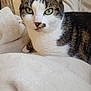Ruby participe au concours pour gagner de l'argent avec cette photo : animal, blanket, cat, close_up, comfortable, cozy, cute, domestic_animal, feline, fur, green_eyes, indoor, looking_at_camera, mammal, pet, relaxed, resting, soft_texture, tabby_cat, whiskers