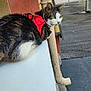 animal, building, cat, close_up, concrete, curious, daylight, fur, green_eyes, looking_away, outdoor, perched, pet, pipe, quiet, red_harness, side_view, tabby, urban, whiskers