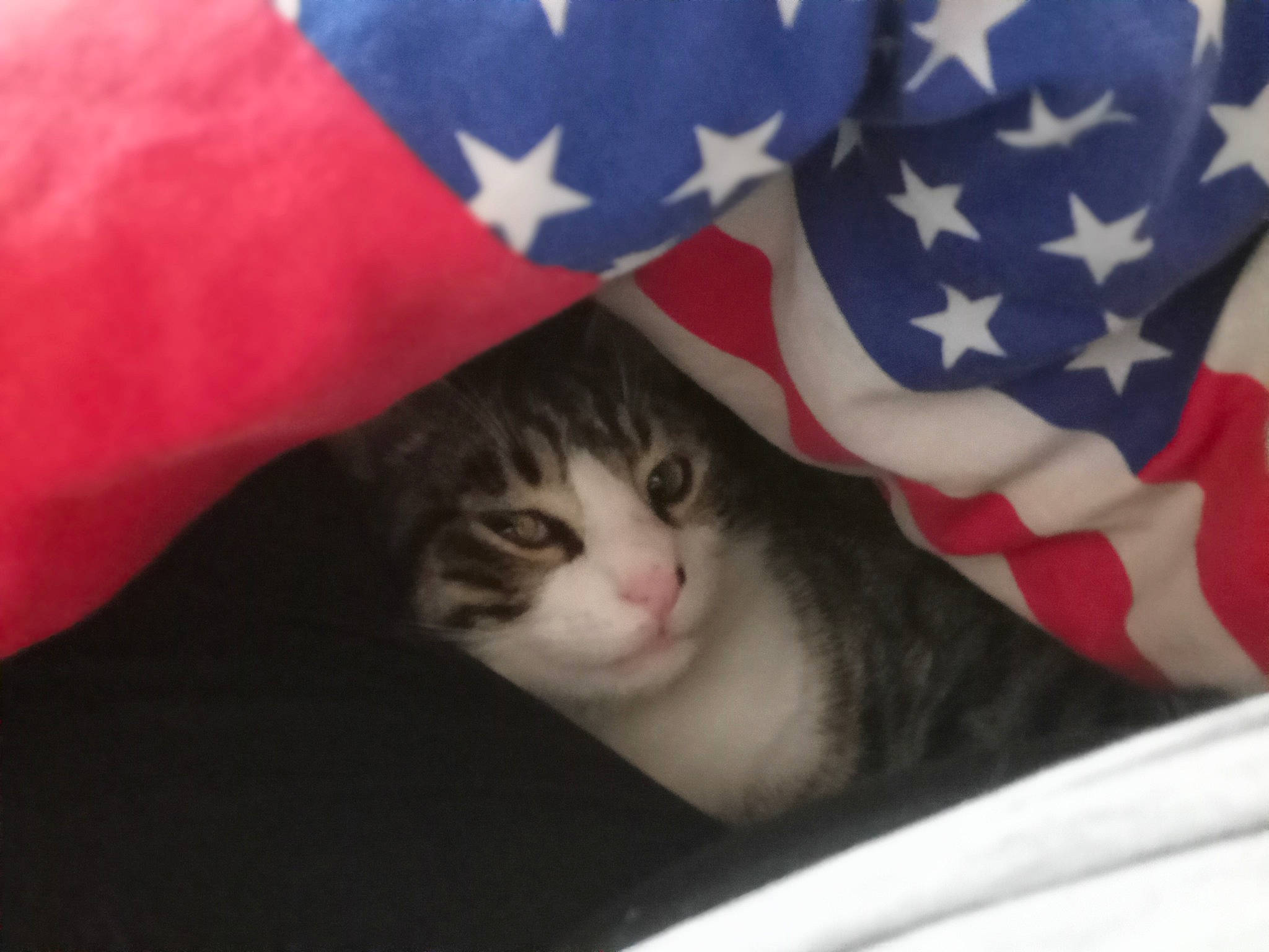 Crapule participe au concours pour gagner de l'argent avec cette photo : carmine, carnivore, cat, close_up, comfort, domestic_short_haired_cat, felidae, flag, flag_day_usa, flag_of_the_united_states, fur, gesture, linens, pattern, paw, small_to_medium_sized_cats, snout, tail, whiskers, wool