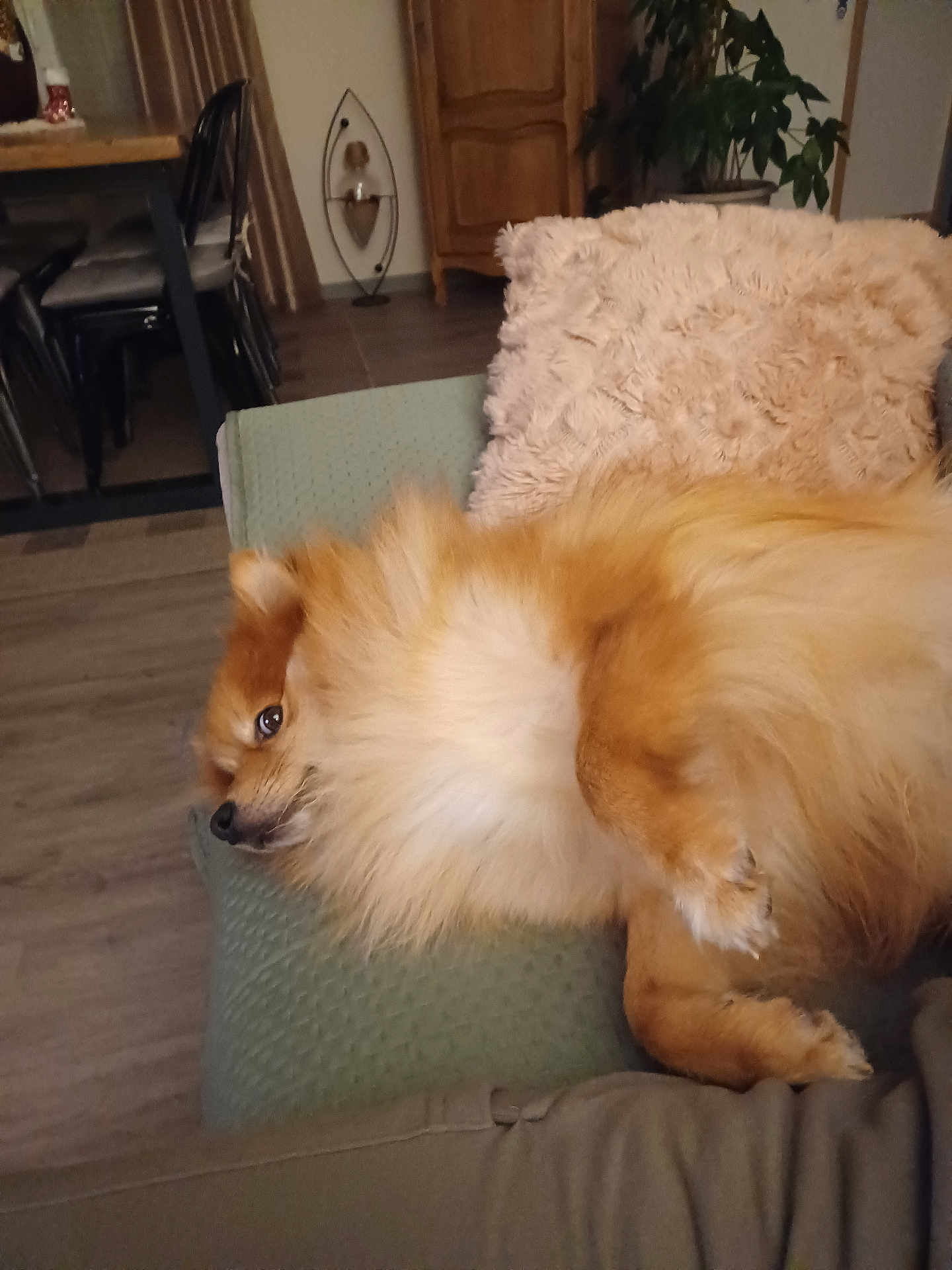 Stan a rejoint le concours — aidez-le/la à gagner de superbes lots ! dog, pomeranian, fluffy, lying_down, couch, indoor, pet, relaxed, fur, animal, home, furniture, plant, wood_floor, pillow, cozy, looking, side_view, domestic, companion