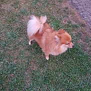 Stan a rejoint le concours — aidez-le/la à gagner de superbes lots ! dog, fluffy, grass, outdoor, pet, canine, animal, side_view, small_dog, brown_fur, tail, ears, nature, daylight, walking_path, ground, curious, alert, park, companion