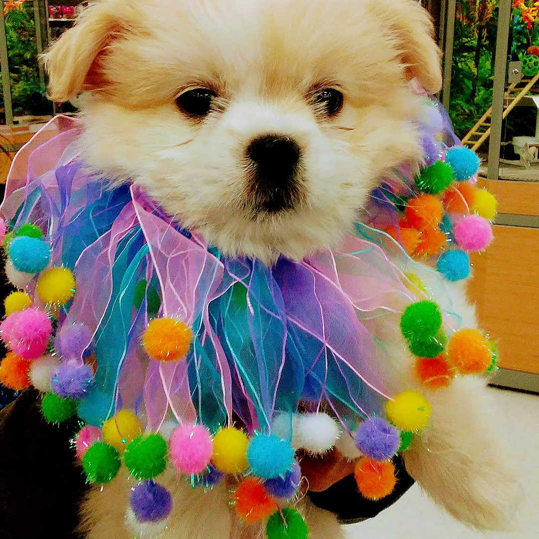 Stormy is registered to the contest to win money with this photo: adorable, animal, collar, colorful, costume, cute, decorative, dog, face, festive, fluffy, furry, held, indoor, pet_store, pom_poms, portrait, puppy, small_dog, white_fur