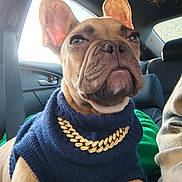 Dune is registered to the contest to win money with this photo: dog, french_bulldog, pet, car_interior, seatbelt, sweater, gold_chain, closeup, animal_portrait, ears, wrinkles, sunlight, window, leather_seat, seat, canine, companion, domestic_animal, cute, fashion