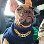 dog, french_bulldog, pet, car_interior, seatbelt, sweater, gold_chain, closeup, animal_portrait, ears, wrinkles, sunlight, window, leather_seat, seat, canine, companion, domestic_animal, cute, fashion