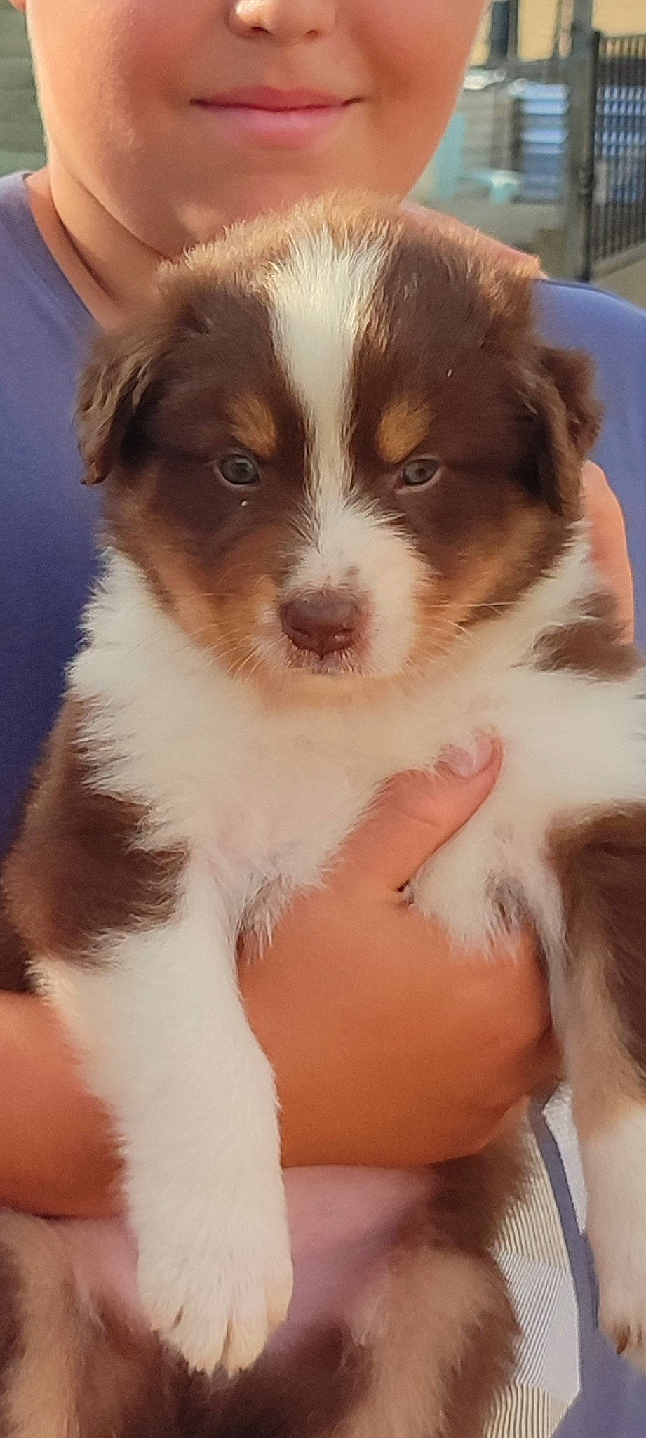 Taïko a rejoint le concours — aidez-le/la à gagner de superbes lots ! ancient_dog_breeds, canidae, carnivore, companion_dog, dog, dog_breed, fur, gun_dog, snout, sporting_group, toy_dog, whiskers, working_animal, working_dog