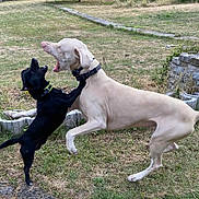 Végéta Et Falco participe au concours pour gagner de l'argent avec cette photo : dog, play, yard, grass, outdoor, pets, animal, collar, black_dog, white_dog, jumping, fun, nature, canine, interaction, energetic, summer, friendly, two_dogs, active