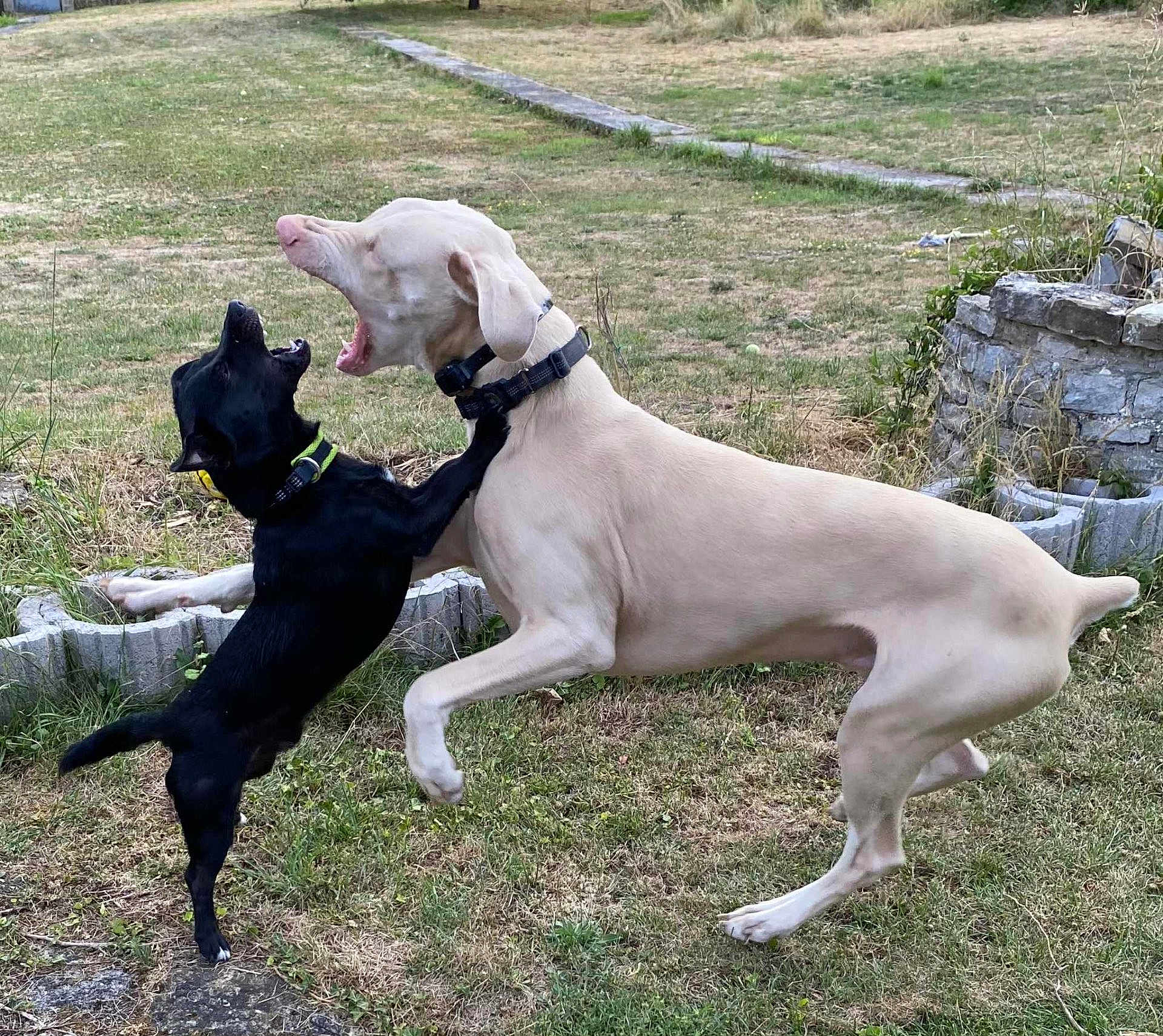 Végéta Et Falco participe au concours pour gagner de l'argent avec cette photo : dog, play, yard, grass, outdoor, pets, animal, collar, black_dog, white_dog, jumping, fun, nature, canine, interaction, energetic, summer, friendly, two_dogs, active