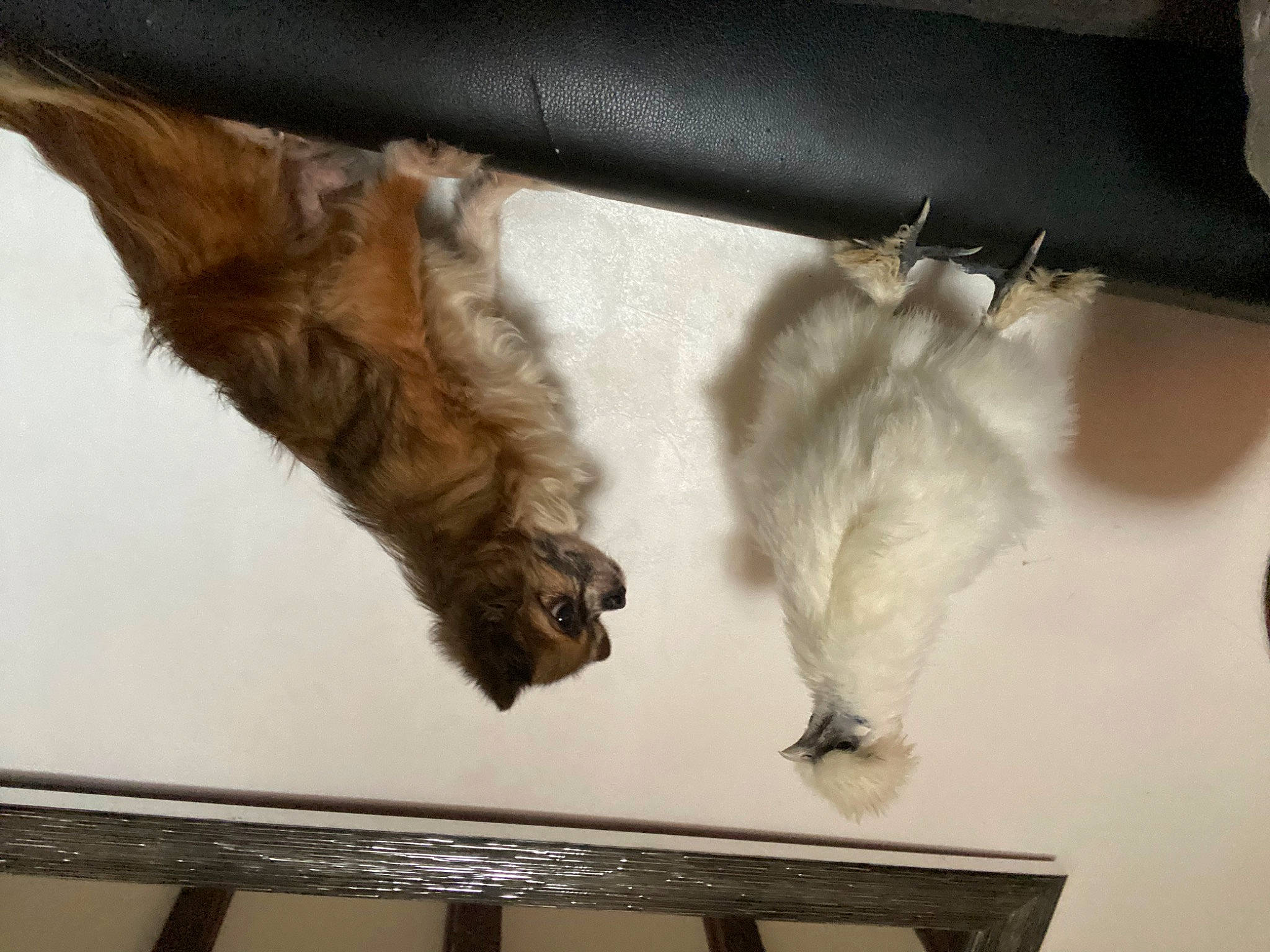 Loco a rejoint le concours — aidez-le/la à gagner de superbes lots ! canidae, carnivore, cat, dog_breed, felidae, fur, hardwood, liver, mammal, room, small_to_medium_sized_cats, sporting_group, tail, vertebrate, whiskers, wood