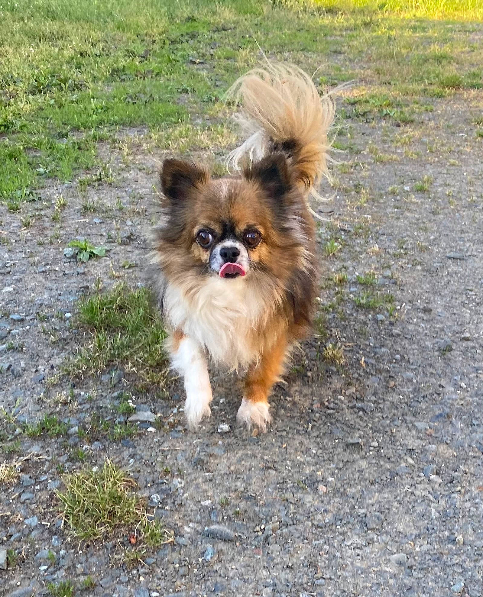 Loco a rejoint le concours — aidez-le/la à gagner de superbes lots ! canidae, carnivore, companion_dog, dog, dog_breed, fawn, fur, german_spitz, german_spitz_klein, german_spitz_mittel, grass, liver, papillon, snout, sporting_group, tail, terrestrial_animal, toy_dog, whiskers, wildlife