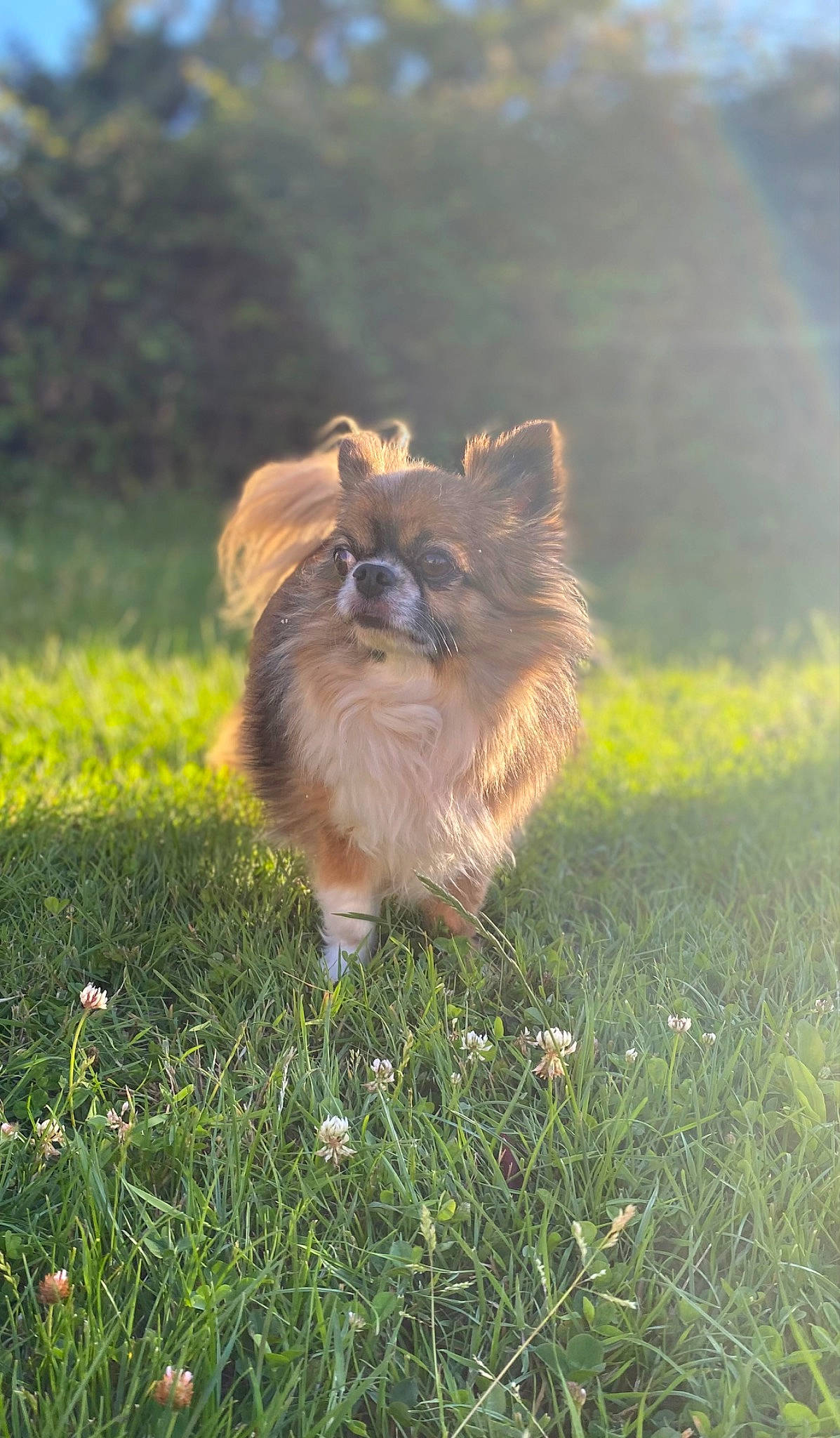 Loco a rejoint le concours — aidez-le/la à gagner de superbes lots ! carnivore, companion_dog, dog, dog_breed, fawn, flower, german_spitz, german_spitz_klein, german_spitz_mittel, grass, grassland, liver, plant, snout, spitz, sporting_group, tail, terrestrial_animal, toy_dog, whiskers