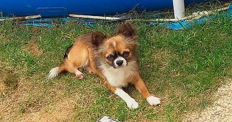 Loco a rejoint le concours — aidez-le/la à gagner de superbes lots ! canidae, carnivore, companion_dog, dog, dog_breed, fawn, fur, grass, japanese_chin, liver, sporting_group, terrestrial_animal, tibetan_spaniel, toy_dog