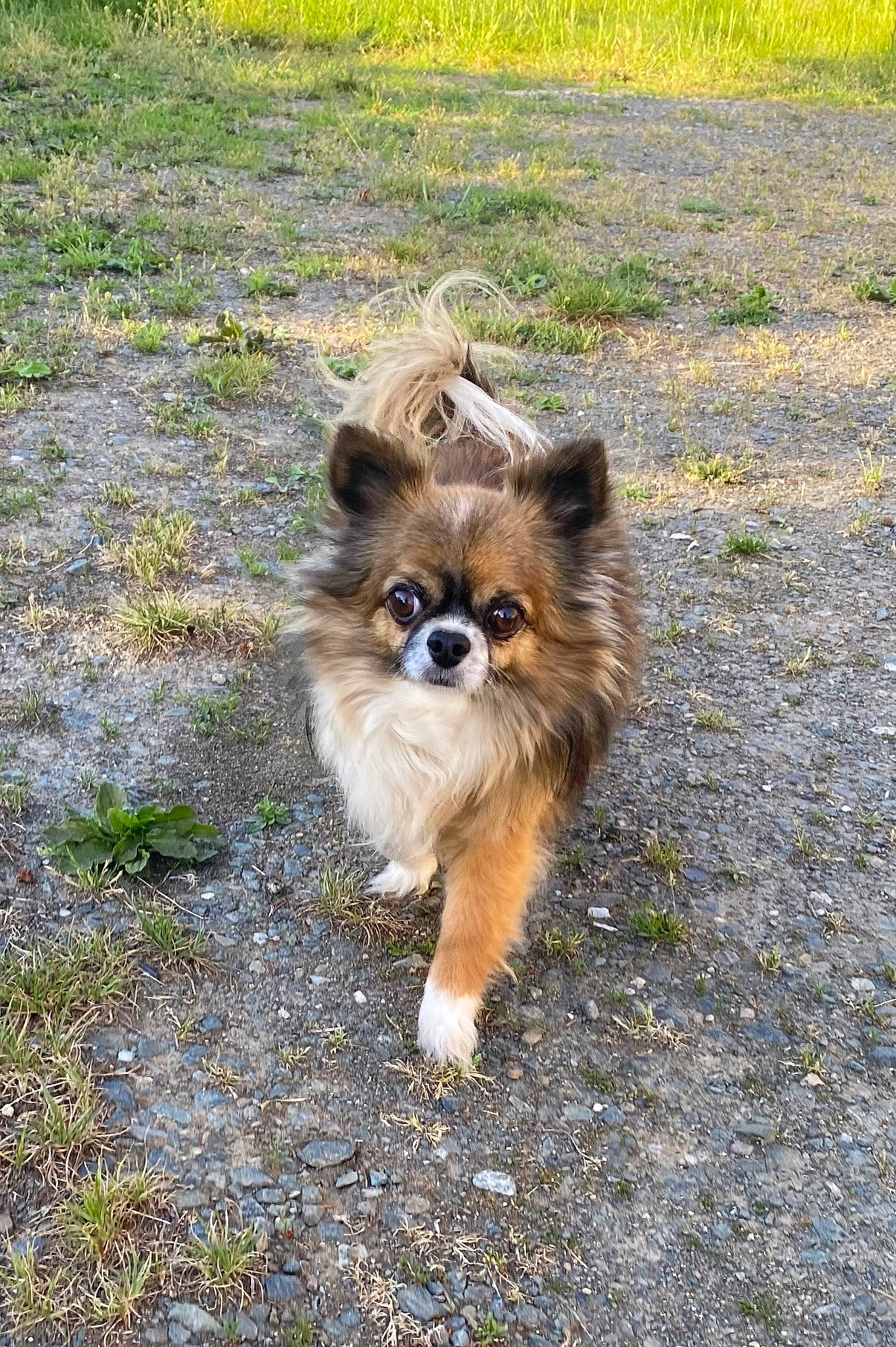 Loco participe au concours pour gagner de l'argent avec cette photo : canidae, carnivore, companion_dog, dog, dog_breed, fawn, fur, german_spitz, grass, non_sporting_group, puppy, small_terrier, sporting_group, terrestrial_animal, toy_dog, whiskers, wildlife