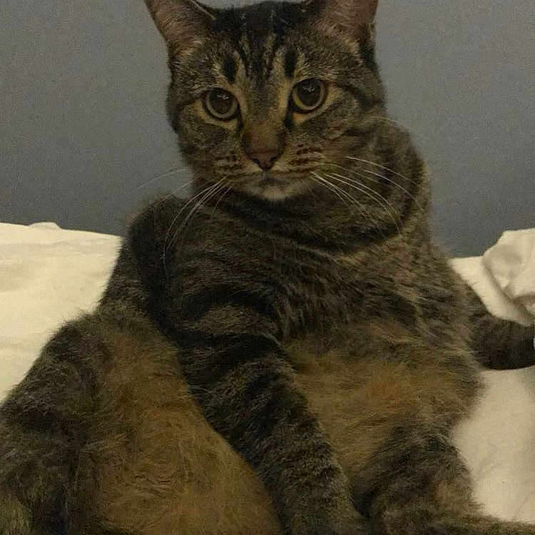 Millie joined the competition — help win amazing prizes! abyssinian, animal, bed, bedroom, blanket, cat, couch, cushion, egyptiancat, face, furniture, homedecor, indoors, kitten, manx, person, pet, photography, room, sleeping