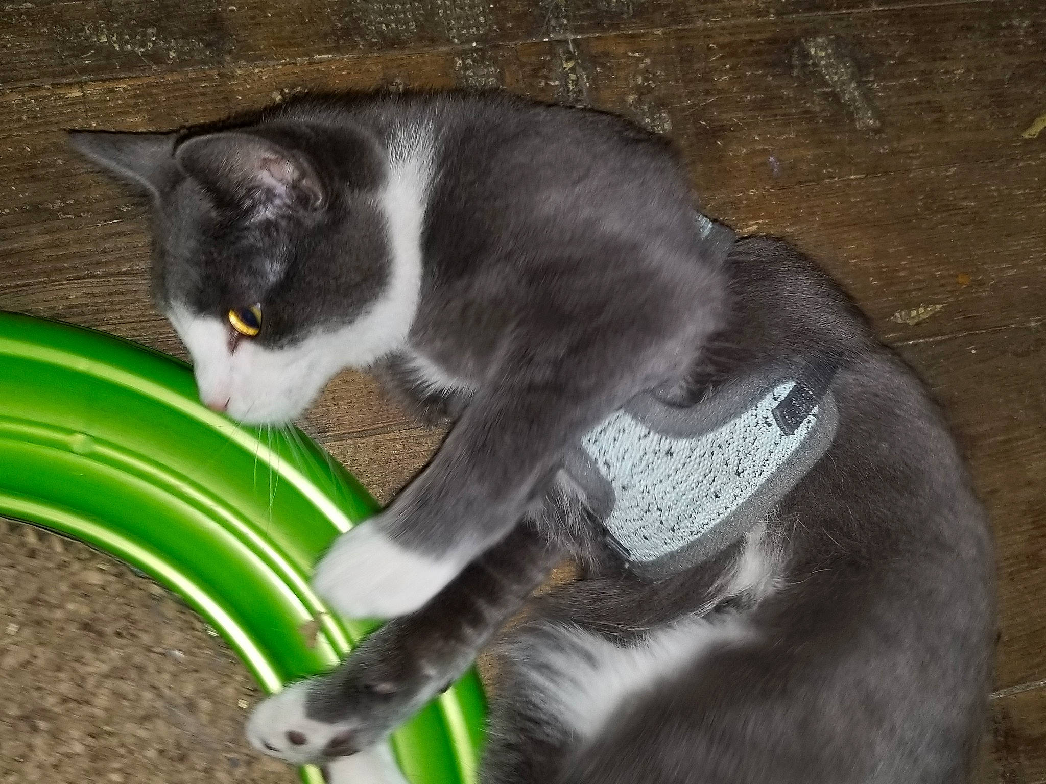 Berlioz joined the competition — help win amazing prizes! automotive_tire, carnivore, cat, claw, domestic_short_haired_cat, felidae, fender, fur, grass, grey, hose, mammal, paw, pet_supply, pet_vitamins_supplements, small_to_medium_sized_cats, snout, tail, vertebrate, whiskers