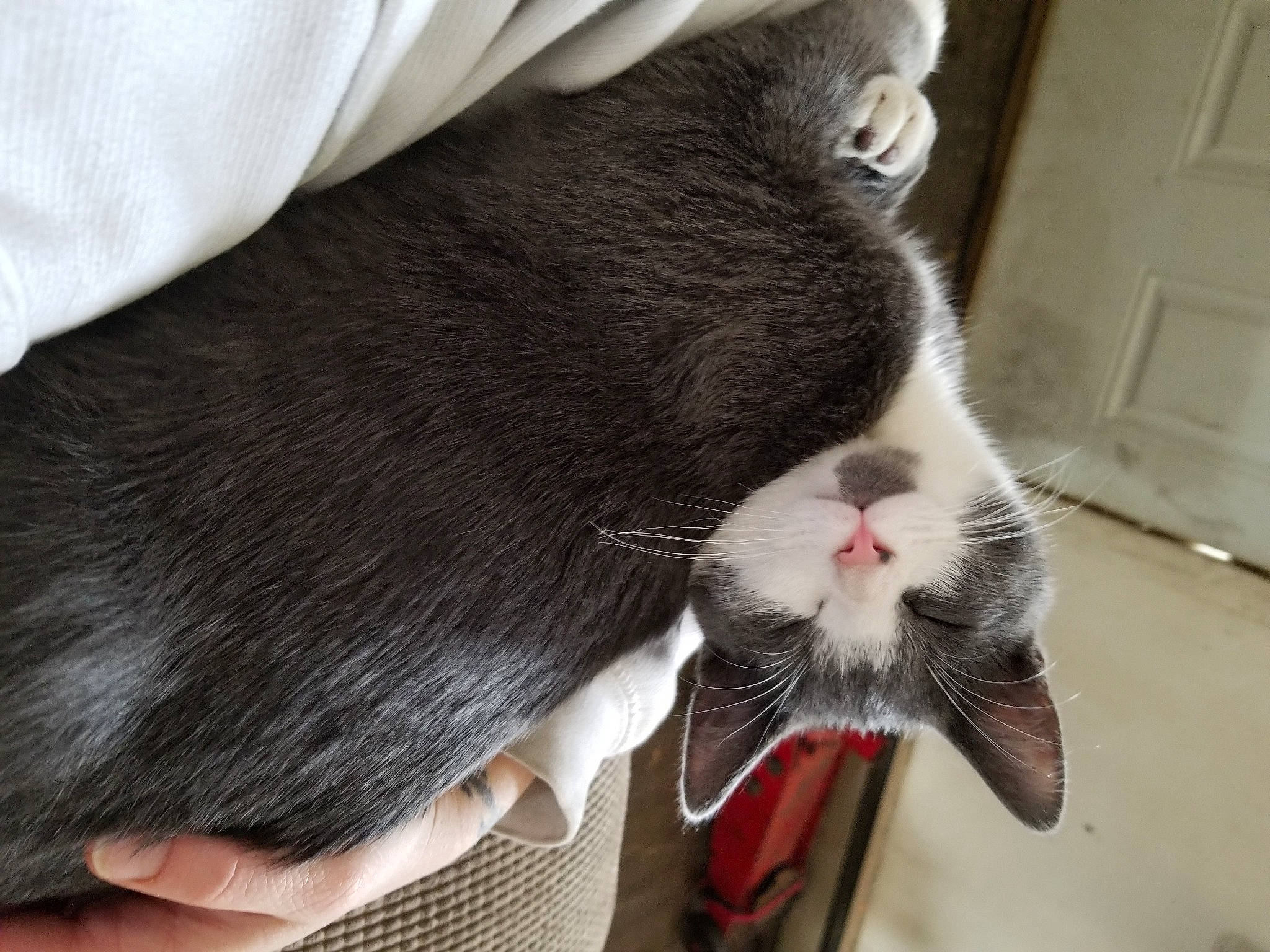 Berlioz joined the competition — help win amazing prizes! carnivore, cat, claw, collar, comfort, domestic_short_haired_cat, door, felidae, finger, foot, fur, gesture, human_leg, paw, plant, small_to_medium_sized_cats, snout, tail, wall_plate, whiskers