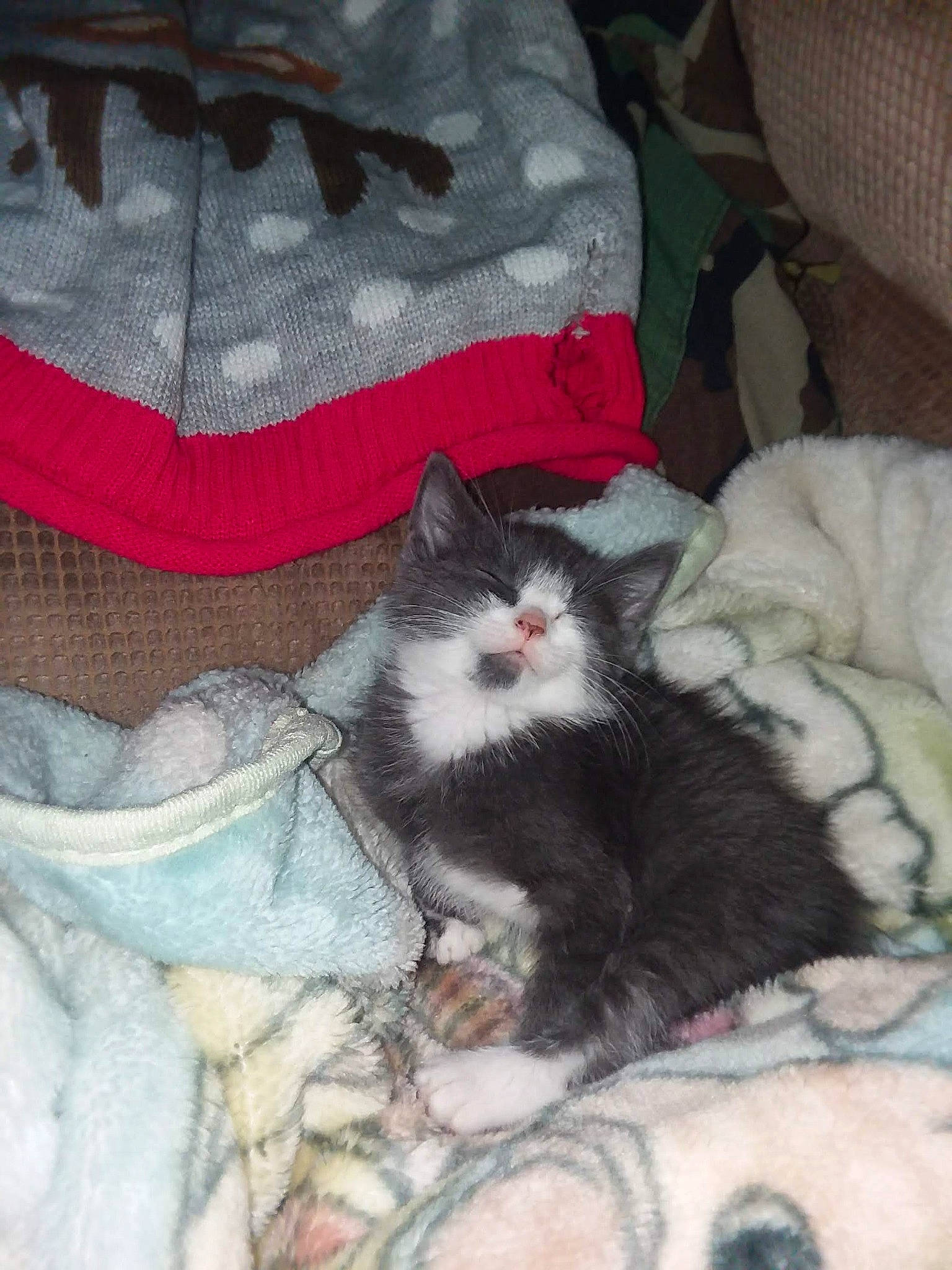 Berlioz is registered to the contest to win money with this photo: black_cat, carmine, carnivore, cat, claw, comfort, domestic_short_haired_cat, felidae, fur, grey, human_leg, lap, linens, nap, pattern, paw, small_to_medium_sized_cats, tail, whiskers