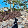 dog, black_dog, leash, pathway, stone_path, trees, landscaping, mulch, greenery, park, outdoor, daylight, sky, nature, pet, sitting, quiet, walk, canine, sunlight