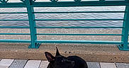 Chloe is registered to the contest to win money with this photo: dog, black_dog, leash, pavement, railing, water, river, sunset, outdoor, pet, animal, happy, panting, calm, sky, trees, urban, sidewalk, relaxing, scenic