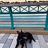 dog, black_dog, leash, pavement, railing, water, river, sunset, outdoor, pet, animal, happy, panting, calm, sky, trees, urban, sidewalk, relaxing, scenic