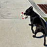 dog, black_dog, sidewalk, concrete, stuffed_toy, toy_in_mouth, leash, harness, grass, storm_drain, outdoor, sunny, pet, canine, walking, looking_back, playful, daytime, animal, companion