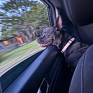 Chloe is registered to the contest to win money with this photo: dog, car, window, collar, black_dog, pet, animal, side_view, outdoor, motion_blur, trees, grass, vehicle_interior, happiness, canine, seat, leisure, travel, nature, daytime