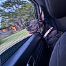 dog, car, window, collar, black_dog, pet, animal, side_view, outdoor, motion_blur, trees, grass, vehicle_interior, happiness, canine, seat, leisure, travel, nature, daytime