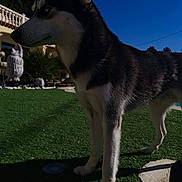 Bounty participe au concours pour gagner de l'argent avec cette photo : alaskan_klee_kai, alaskan_malamute, canidae, carnivore, czechoslovakian_wolfdog, dog, dog_breed, lapponian_herder, mammal, native_american_indian_dog, northern_inuit_dog, saarloos_wolfdog, sakhalin_husky, seppala_siberian_sleddog, siberian_husky, sled_dog, snout, tamaskan_dog, vertebrate, wolfdog
