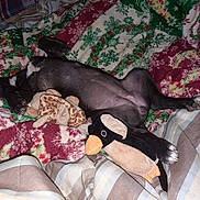 Roxie is registered to the contest to win money with this photo: animal, bed, blanket, comfort, cozy, cute, dog, fur, giraffe_toy, holiday_theme, indoor, patterned_blanket, paw, penguin_toy, pet, plush_toy, puppy, resting, sleeping, soft