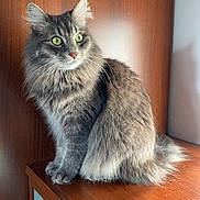 Spooky participe au concours pour gagner de l'argent avec cette photo : cat, gray_cat, fluffy_fur, green_eyes, wooden_dresser, indoor, natural_light, pet, animal, sitting, curious, feline, whiskers, tail, ears, portrait, domestic_cat, fur_texture, closeup, calm