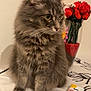 cat, gray_cat, fluffy, tablecloth, vase, red_roses, flowers, indoor, pet, animal, tissues, still_life, fur, whiskers, domestic_cat, cute, sitting, table, decor, houseplant